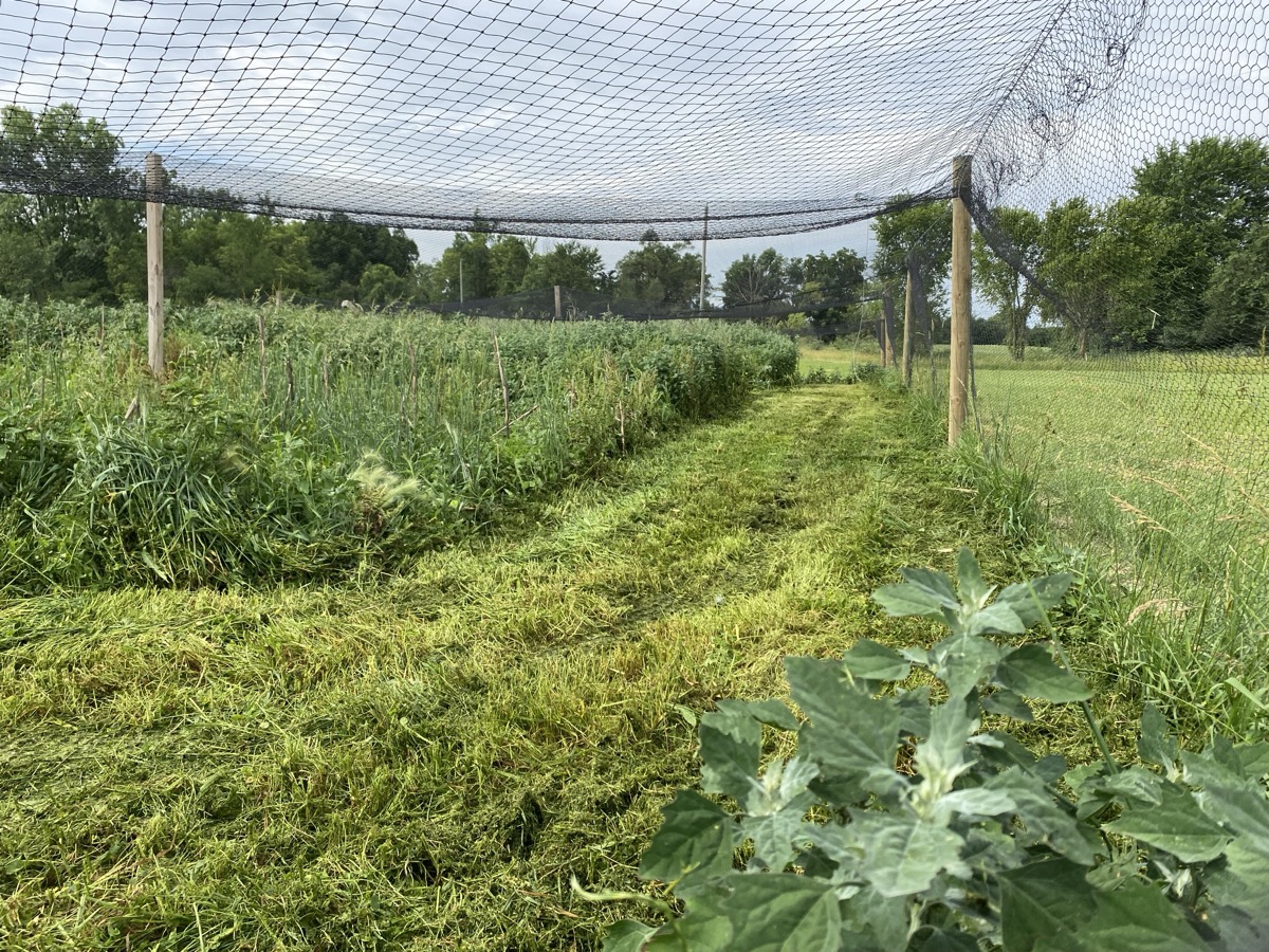 image from Prepping the Pheasant Pen