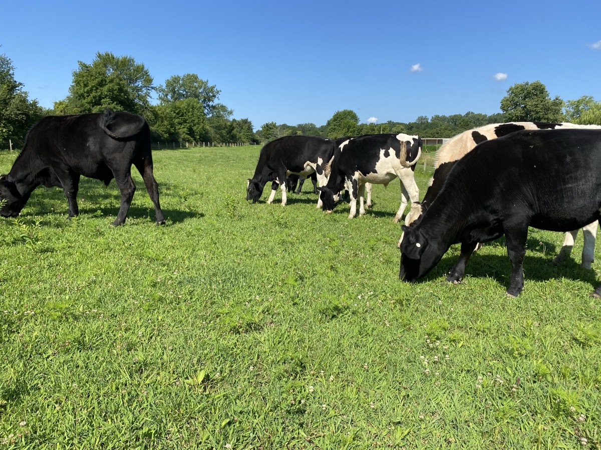 image from Cattle in the Pasture