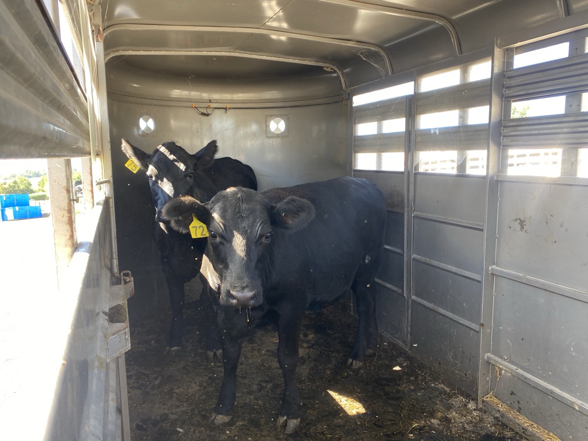 image from Heifers are expecting!
